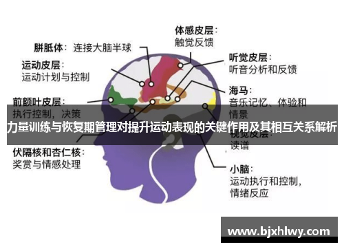 力量训练与恢复期管理对提升运动表现的关键作用及其相互关系解析